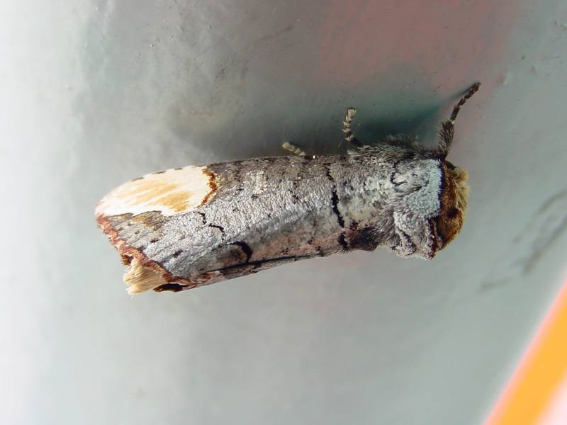 Yellow-tipped prominent moth - Phalera assimilis (Bremer & Grey, 1852) {!--참나무재주나방,재주나방-->; DISPLAY FULL IMAGE.