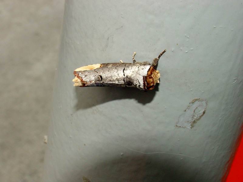 Yellow-tipped prominent moth - Phalera assimilis (Bremer & Grey, 1852) {!--참나무재주나방,재주나방-->; DISPLAY FULL IMAGE.