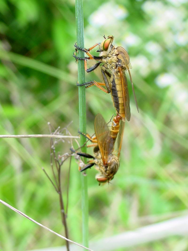Chinese King Robber Fly (Cophinopoda chinensis) {!--왕파리매--> : mating robber flies; DISPLAY FULL IMAGE.