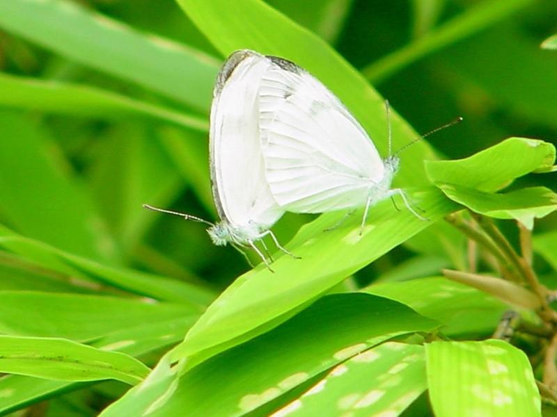 Gray-veined white butterfly (Pieris melete){!--큰줄흰나비--> : mating butterflies; DISPLAY FULL IMAGE.