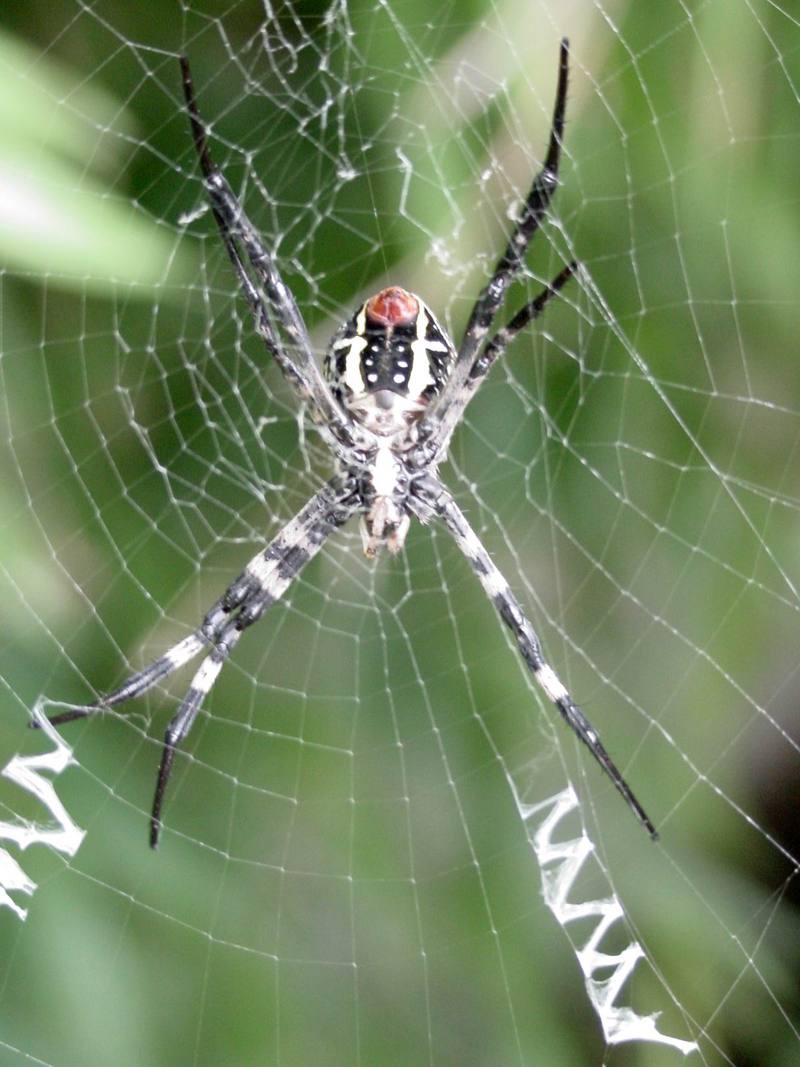 Far Eastern black-and-yellow garden spider (Argiope amoena) {!--호랑거미-->; DISPLAY FULL IMAGE.