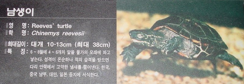 남생이 (Reeves' Turtle, Chinemys reevesii); DISPLAY FULL IMAGE.