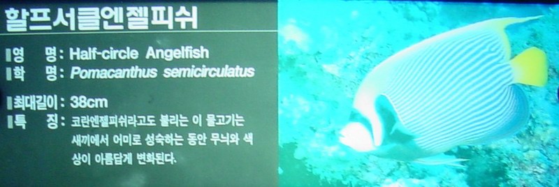 할프써클엔젤피쉬 (Half-circle Angelfish, Pomacanthus semicirculatus); DISPLAY FULL IMAGE.