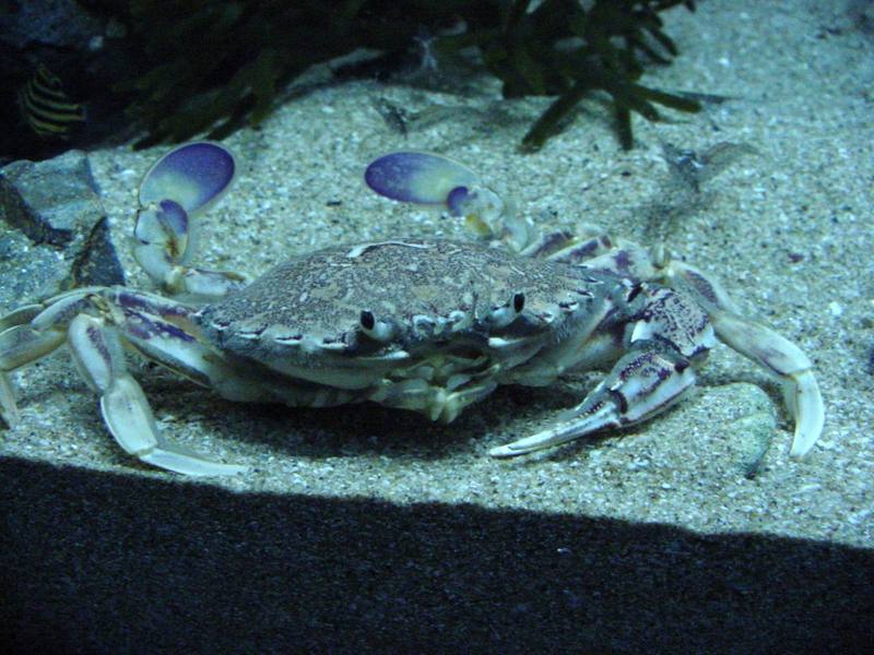 깨다시꽃게 (Swimming Crab, Ovalipes punctatus) -- 해운대 바다 밑의 생물; DISPLAY FULL IMAGE.