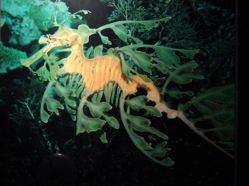 해룡 (Leafy Sea Dragon); DISPLAY FULL IMAGE.