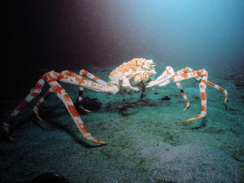 대게 (Giant Spider Crab); DISPLAY FULL IMAGE.
