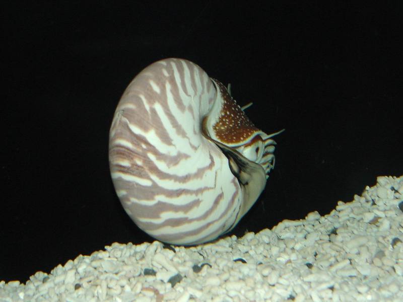앵무조개 (Nautilus); DISPLAY FULL IMAGE.