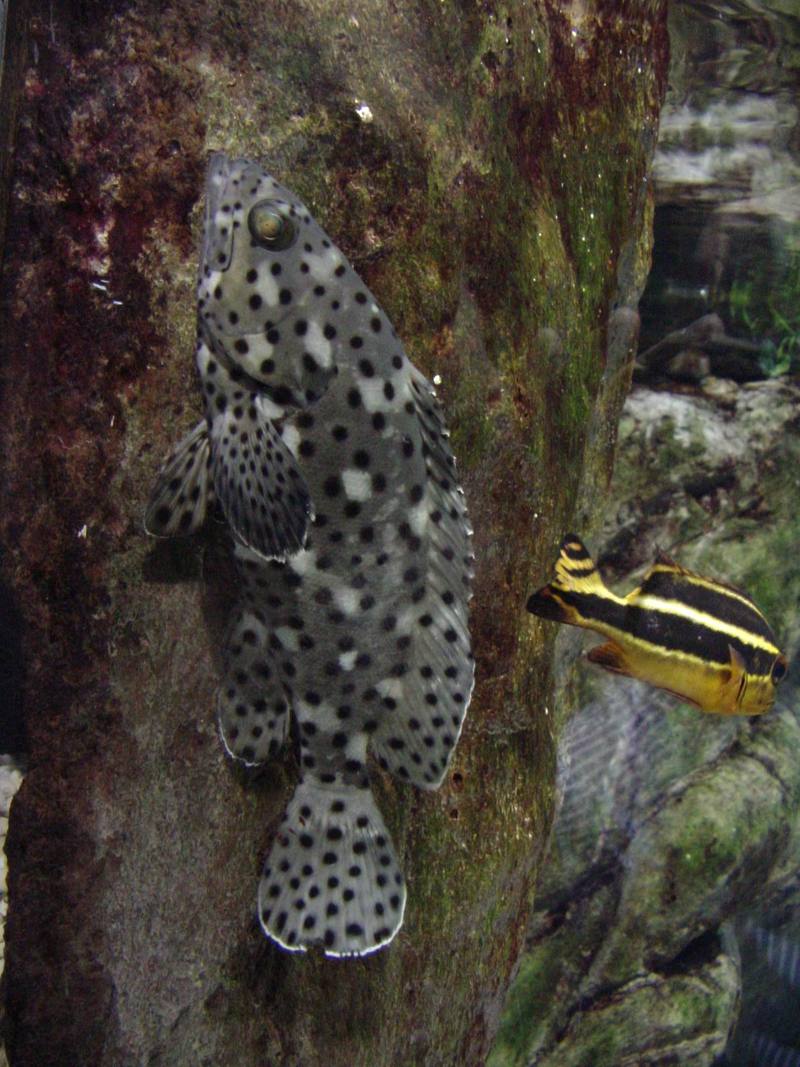 팬더그루퍼 (Panther Grouper, Cromileptes altivelis)?; DISPLAY FULL IMAGE.