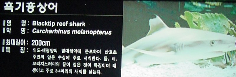 흑기흉상어 (Blacktip Reef Shark, Carcharhinus melanopterus); DISPLAY FULL IMAGE.