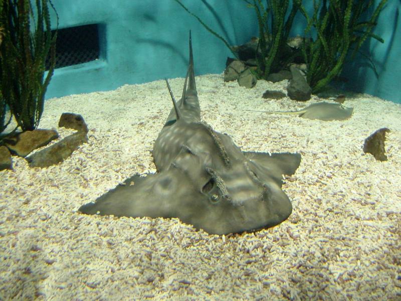 전자리상어 (Japanese Angel Shark, Squatina japonica); DISPLAY FULL IMAGE.
