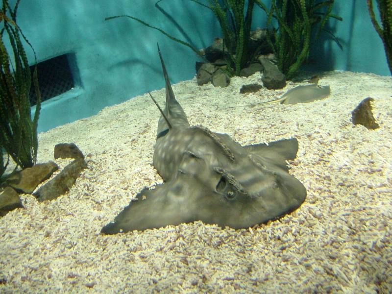 전자리상어 (Japanese Angel Shark, Squatina japonica); DISPLAY FULL IMAGE.