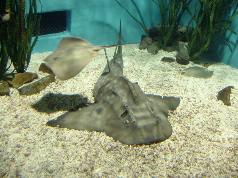 전자리상어 (Japanese Angel Shark, Squatina japonica)와 가오리; DISPLAY FULL IMAGE.