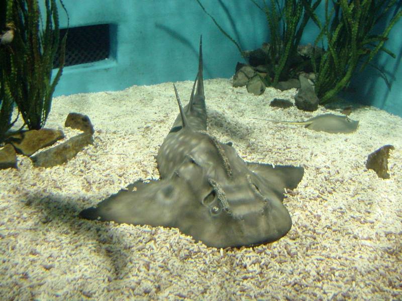 전자리상어 (Japanese Angel Shark, Squatina japonica)와 가오리; DISPLAY FULL IMAGE.