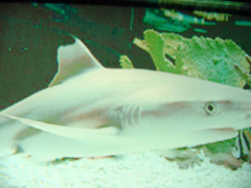 흑기흉상어 (Blacktip Reef Shark, Carcharhinus melanopterus); DISPLAY FULL IMAGE.