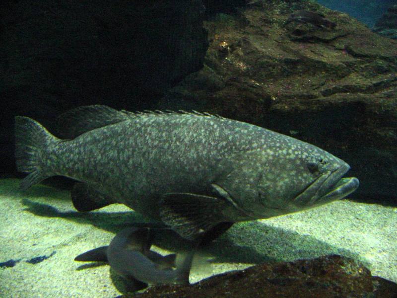 바리 종류 (Big grouper); DISPLAY FULL IMAGE.