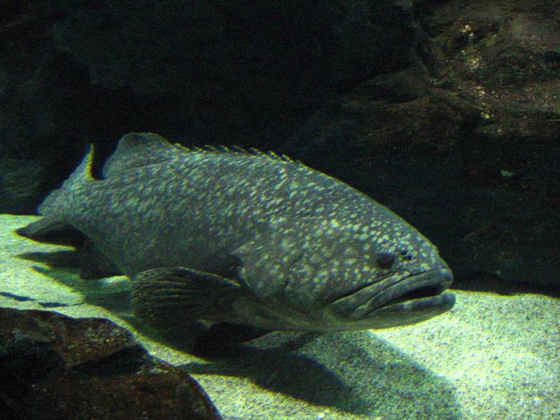 바리 종류 (Big grouper); DISPLAY FULL IMAGE.