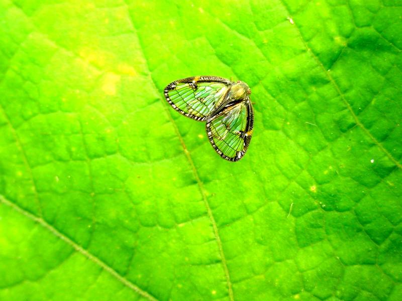 매미충::신부날개매미충(Euricania clara KATO); DISPLAY FULL IMAGE.