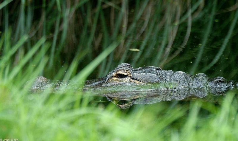 Misc. Critters - American alligator 1.jpg - gator (Alligator mississippiensis); DISPLAY FULL IMAGE.