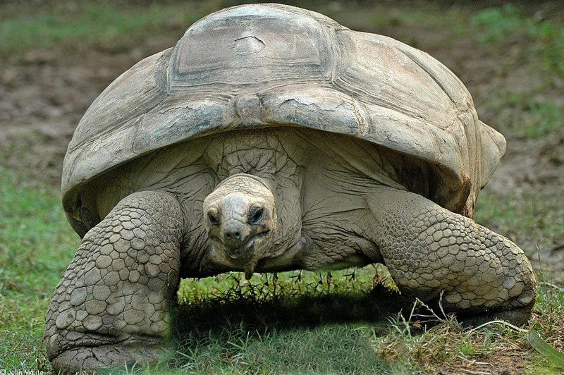 Misc. Critters - Aldabra Tortoise (Geochelone gigantea).JPG; DISPLAY FULL IMAGE.