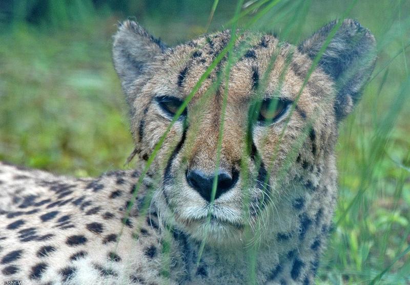 Misc. Critters - Cheetah.JPG; DISPLAY FULL IMAGE.