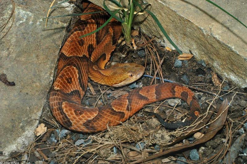 Misc. Critters - copperhead2.jpg; DISPLAY FULL IMAGE.