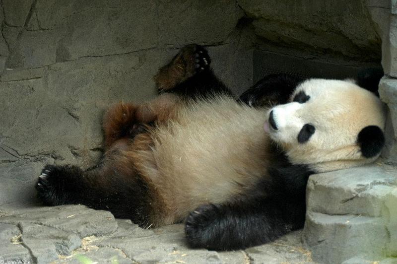 Misc. Critters - Giant Panda.JPG; DISPLAY FULL IMAGE.