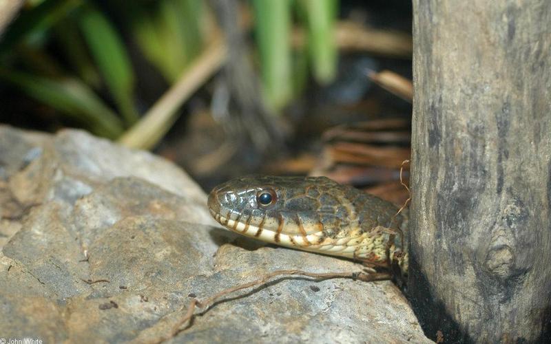 Misc. Critters - Northern Water Snake (Nerodia sipedon sipedon).jpg; DISPLAY FULL IMAGE.