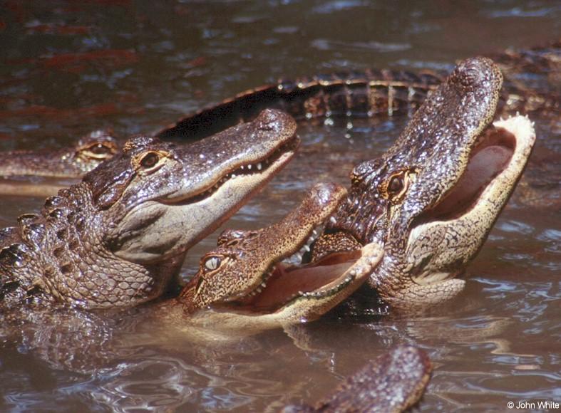 Small American Alligator Flood - American Alligators0502.jpg; DISPLAY FULL IMAGE.