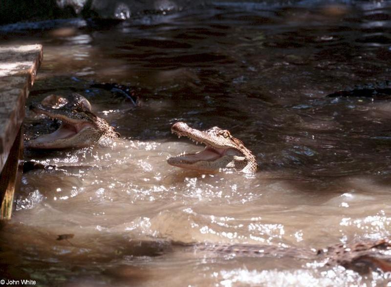Small American Alligator Flood - American alligator0039.jpg; DISPLAY FULL IMAGE.