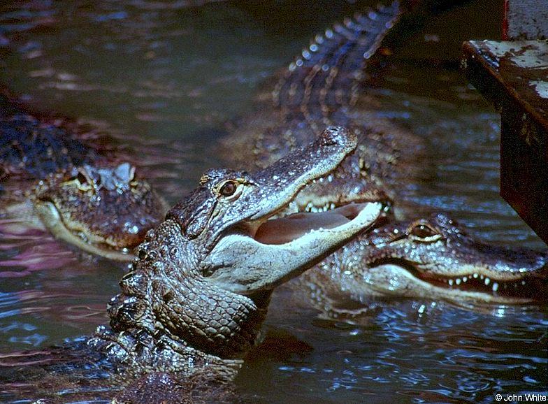 Small American Alligator Flood - American alligator0052lr.jpg; DISPLAY FULL IMAGE.