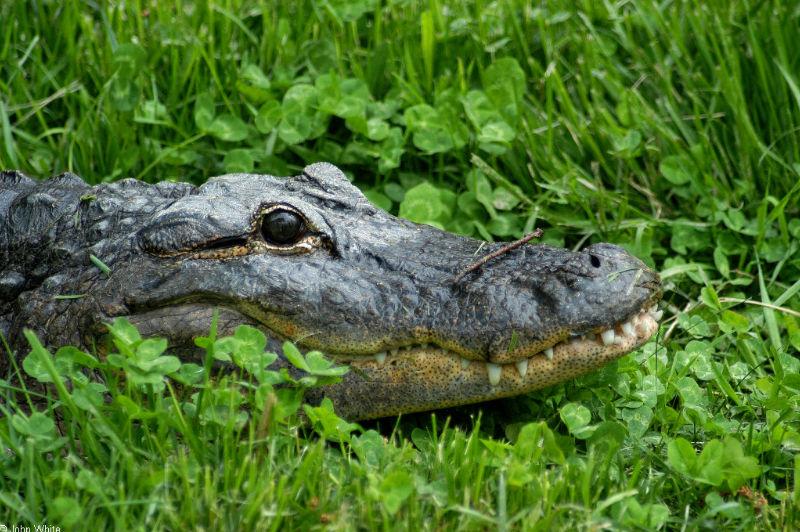 Small American Alligator Flood - American alligator274_sm.jpg - gator (Alligator mississippiensis); DISPLAY FULL IMAGE.