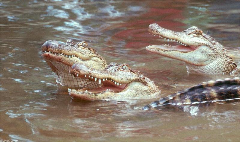 Small American Alligator Flood - Arkansas Alligators102.jpg; DISPLAY FULL IMAGE.