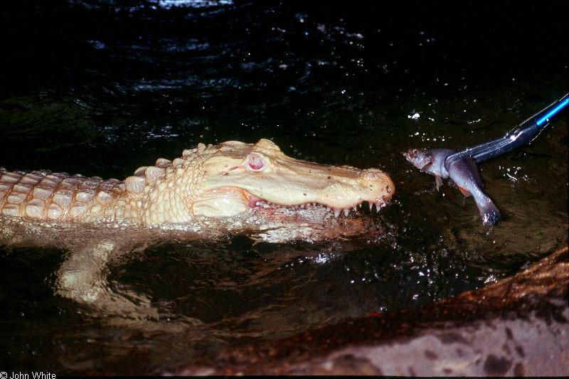 Small American Alligator Flood - albino American alligator9899.jpg; DISPLAY FULL IMAGE.