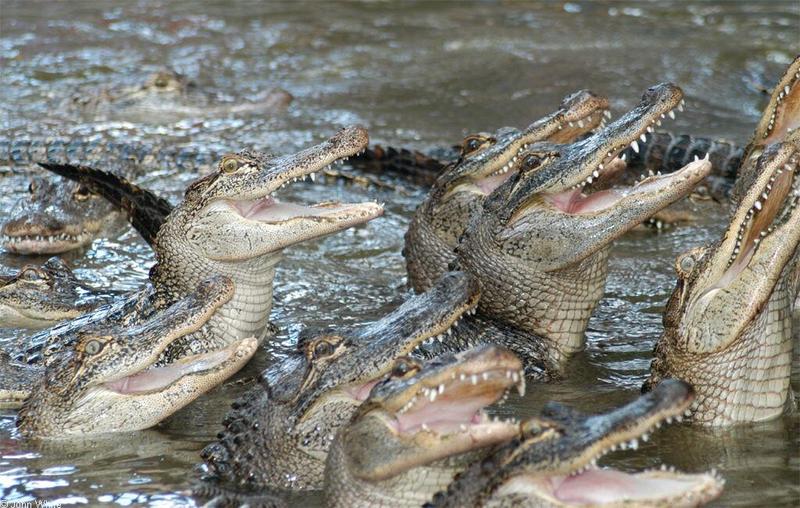 Small American Alligator Flood - Arkansas gators010.jpg; DISPLAY FULL IMAGE.