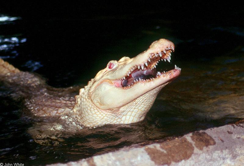 Small American Alligator Flood - albino American alligator9893.jpg; DISPLAY FULL IMAGE.