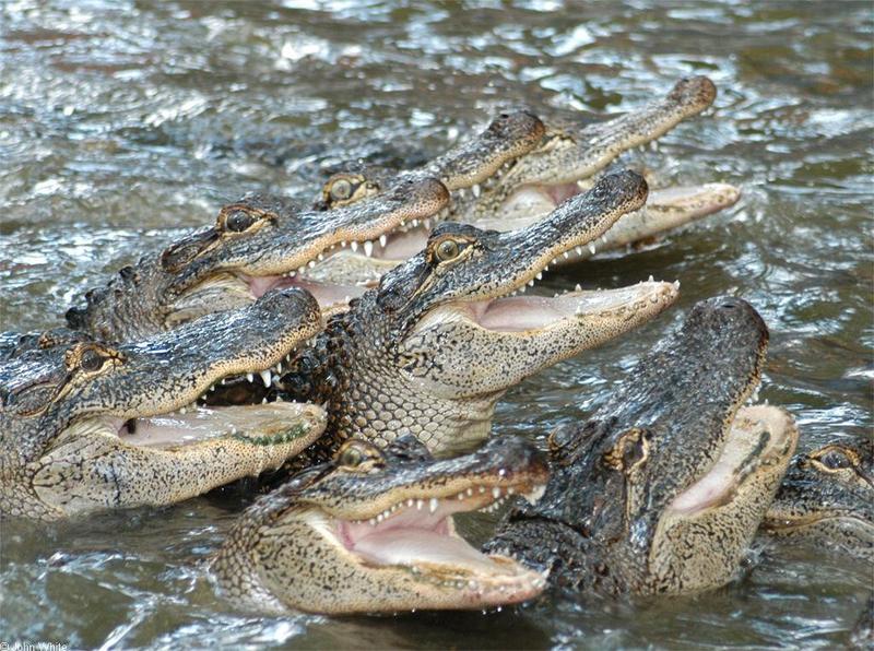 Small American Alligator Flood - Arkansas gators011.jpg; DISPLAY FULL IMAGE.