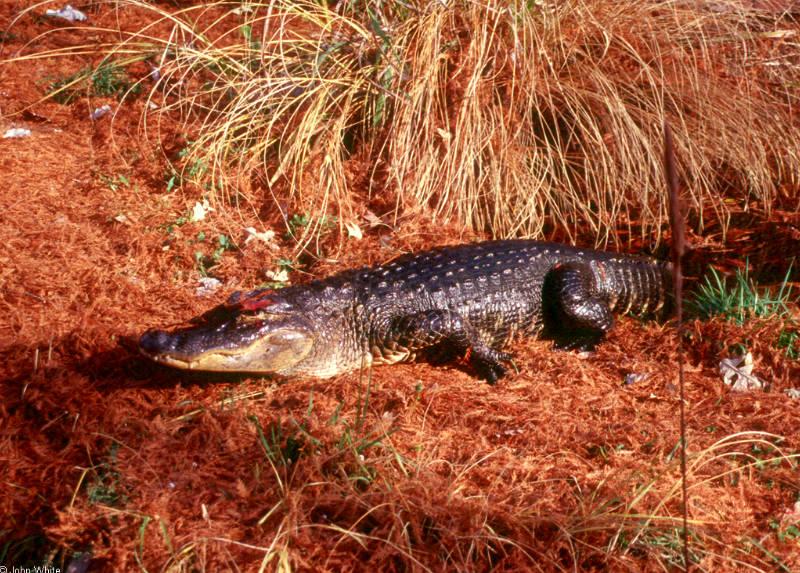 Small American Alligator Flood - nov_gator1.jpg; DISPLAY FULL IMAGE.