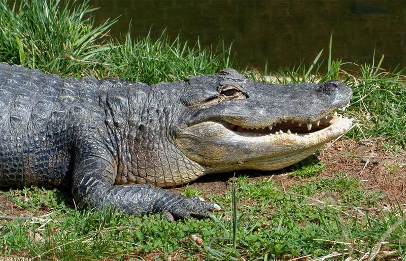 Small American Alligator Flood - gator.jpg; DISPLAY FULL IMAGE.