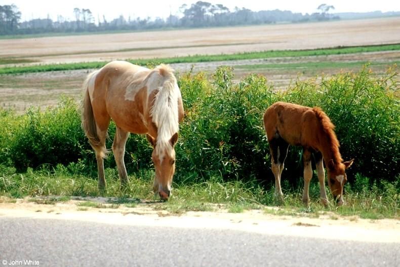 Wild Ponies of Chincoteague Island - Chincoteague Ponies054.jpg; DISPLAY FULL IMAGE.