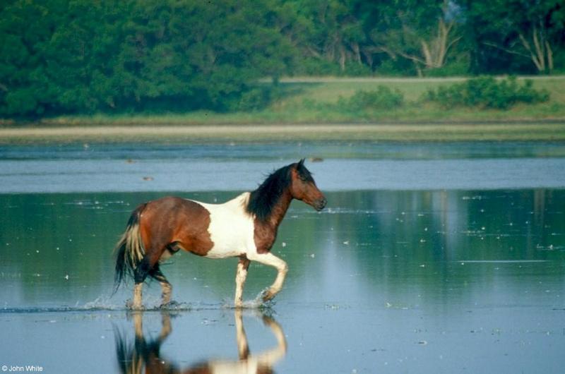 Wild Ponies of Chincoteague Island - Chincoteague Pony.jpg; DISPLAY FULL IMAGE.