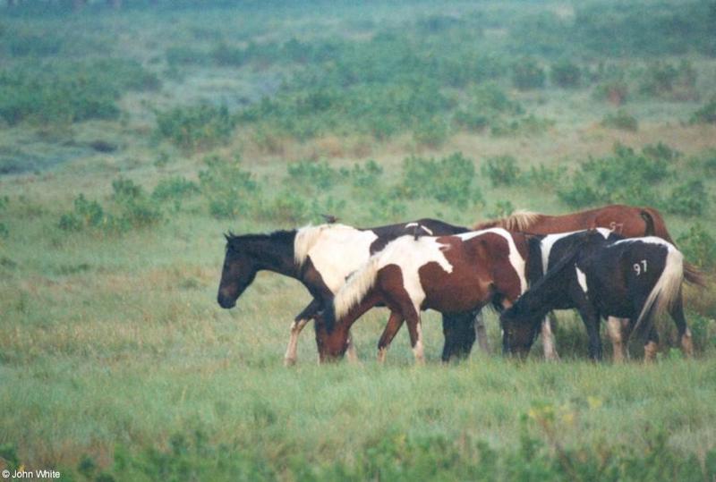 Wild Ponies of Chincoteague Island - apony2.jpg; DISPLAY FULL IMAGE.