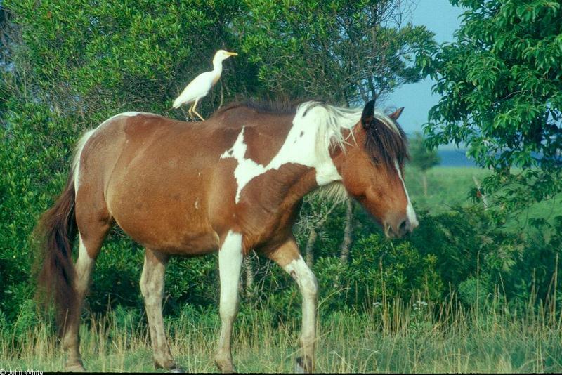 Wild Ponies of Chincoteague Island - Wild Ponies of Assateague Island, Virginia014172.jpg and Cattle egret; DISPLAY FULL IMAGE.