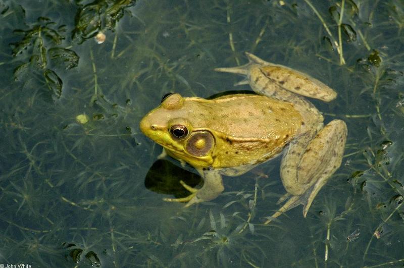 Turtles and Frogs - Green Frog (Rana clamitans melanota)023.JPG; DISPLAY FULL IMAGE.