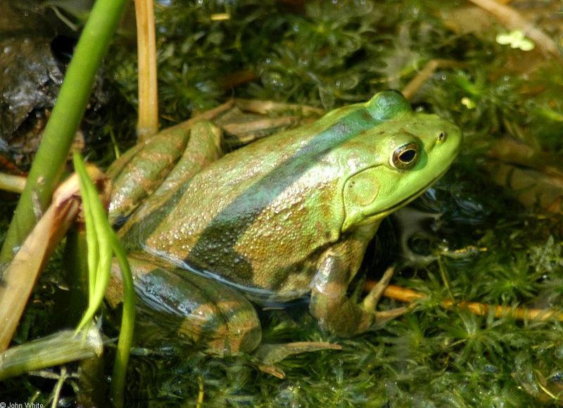 Turtles and Frogs - Bullfrog (Rana catesbeiana)045.JPG; DISPLAY FULL IMAGE.