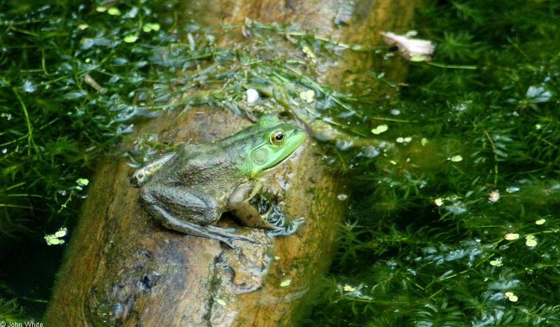 Turtles and Frogs - Bullfrog (Rana catesbeiana)078.JPG; DISPLAY FULL IMAGE.