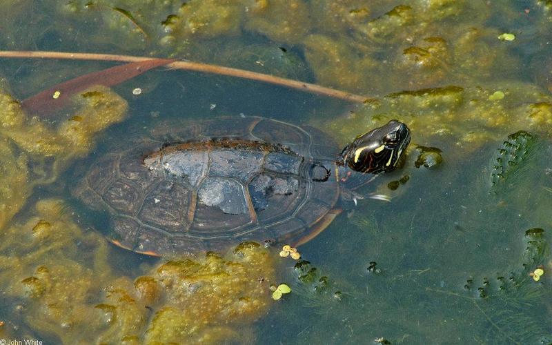 Turtles and Frogs - Eastern Painted Turtle (Chrysemys picta picta)084.JPG; DISPLAY FULL IMAGE.