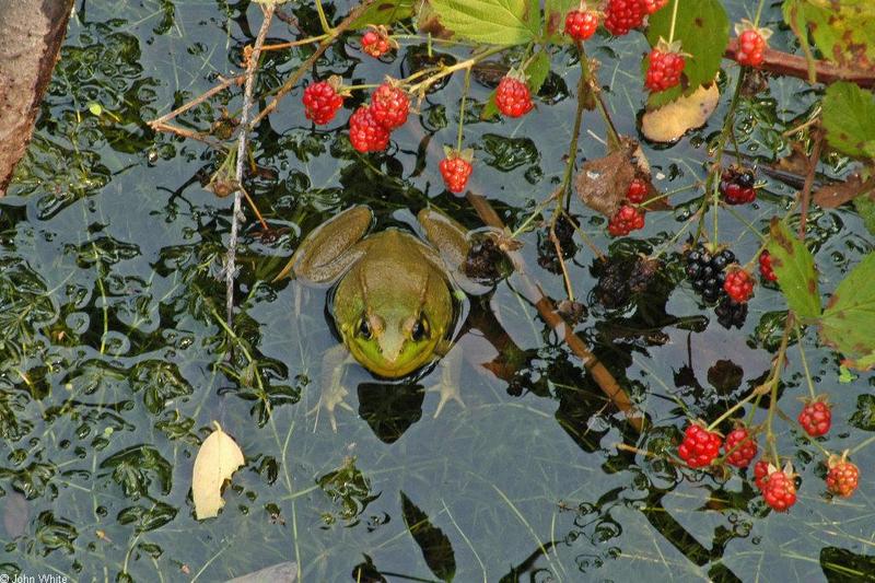 Turtles and Frogs - Green Frog (Rana clamitans melanota)051.JPG; DISPLAY FULL IMAGE.