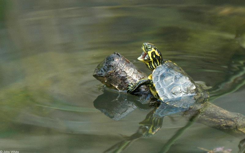 The Singing Turtle; DISPLAY FULL IMAGE.