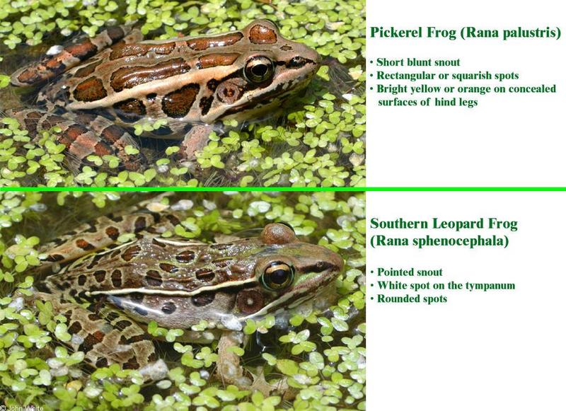 Re Hey Frog Face Pickerel Frog Vs Leopard Frog DISPLAY FULL IMAGE 