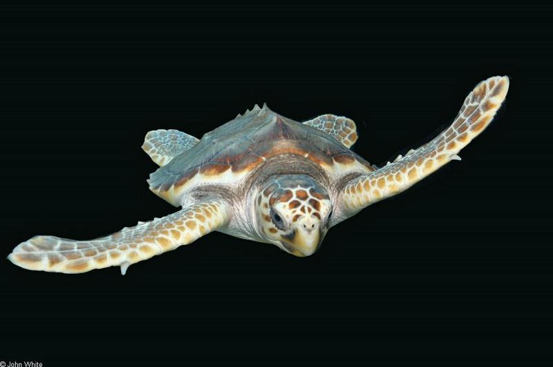 Water Life - Loggerhead Sea Turtle (Caretta caretta caretta)047.JPG (1/1); DISPLAY FULL IMAGE.